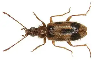 Спинорог однорогий, или обыкновенный (Notoxus monoceros)