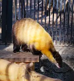 Уссурийская харза