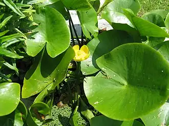 Кубышка малая