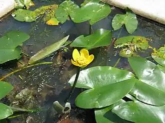 Общий вид цветущего растения