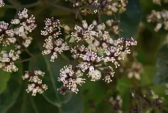 Цветки Nuxia verticillata Lam.