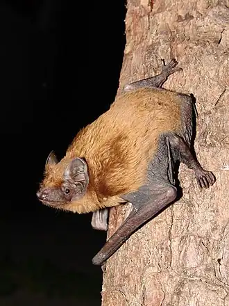 Рыжая вечерница (Nyctalus noctula)