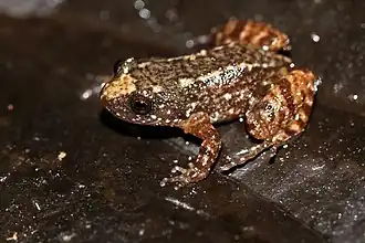 Nyctibatrachus minimus