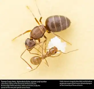 Матка и рабочий с пакетом яиц