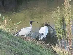 Пара молуккских ибисов
