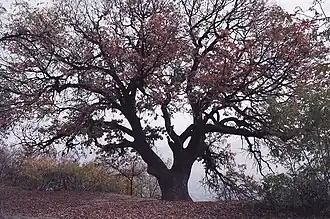 Дуб-патриарх