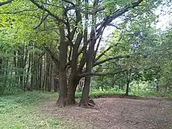 Дубовая роща