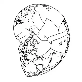 Obinautilus pulcher, голотип