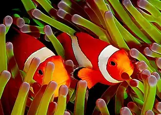 Amphiprion ocellaris служат актинии защитой