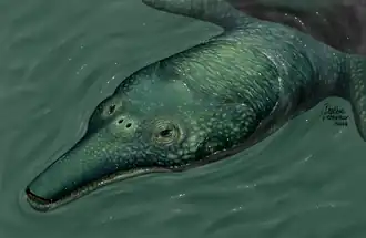 Реконструкция головы Ocepechelon bouyai