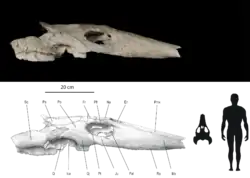 Череп Ocepechelon bouyai, вид сбоку