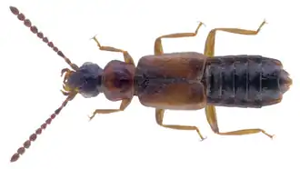 Ochthephilus aureus