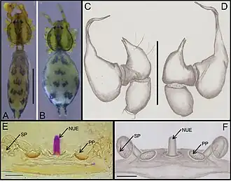 Паук Ochyrocera aragogue