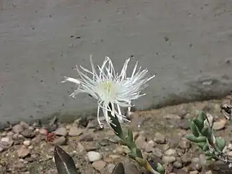 Zeuktophyllum calycinum