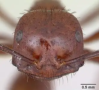 Ocymyrmex