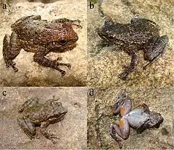 Odontobatrachus fouta