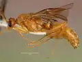 Крылатый самец Odontomachus assiniensis