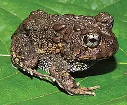 Odontophrynus carvalhoi