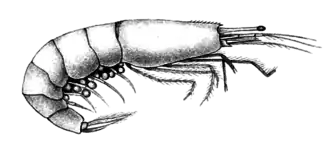 Ogyrides alphaerostris