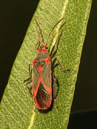 Caenocoris nerii