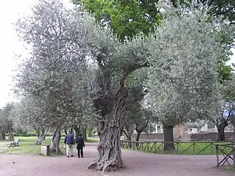 Олива европейская. Типовой вид рода. Общий вид взрослого растения