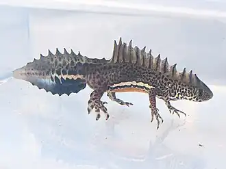 Малоазиатский тритон19 декабря 2023