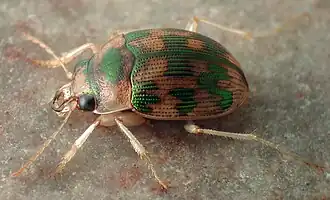 Omophron tessellatum