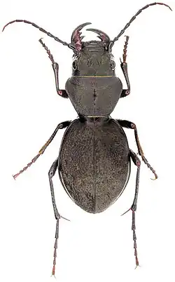 Жук Omus dejeanii