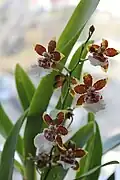 Oncidium Colmanara Jungle Monarch, цветущая ветвь