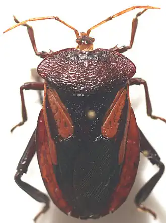 Oncomeris flavicornis