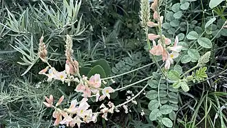 Соцветия и листья. Дагестан, Гуниб, на скале рядом с дорогой