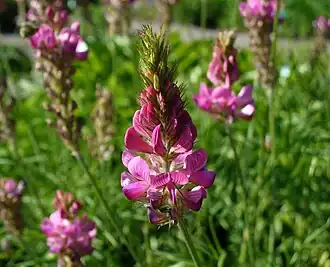 Эспарцет горный. Общий вид растения