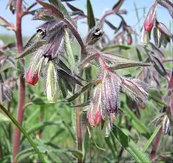 Оносма многоцветная (Onosma polychroma)
