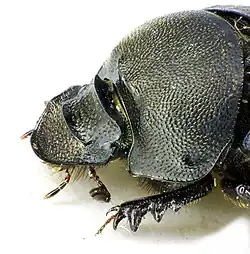 Голова самки