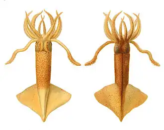 Onychoteuthis banksii