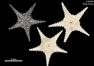 Ophiomisidium crosnieri