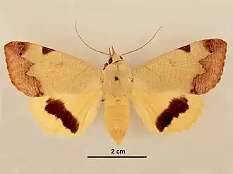 Совка фисташковая