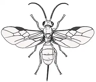 Браконида Opius concolor