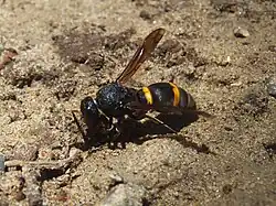 Orancistrocerus drewseni
