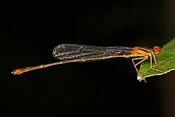 Enallagma signatum, Северная Америка