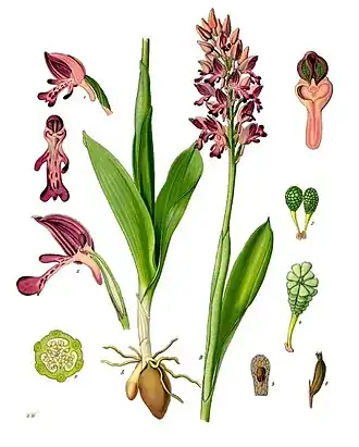Ятрышник шлемоносный (Orchis militaris) — типовой вид типового рода.Ботаническая иллюстрация из книги Köhler’s Medizinal-Pflanzen, 1887