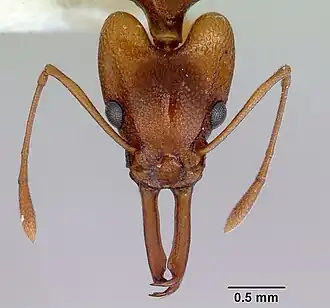 Orectognathus
