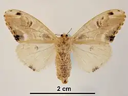 Самка, вид снизу