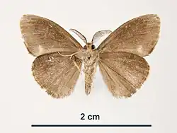 Самец, вид снизу