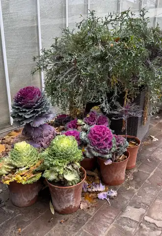 Сорта декоративной капусты в Аптекарском огороде (Москва) в октябре