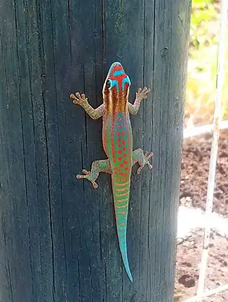 Украшенный дневной геккон (Phelsuma ornata)