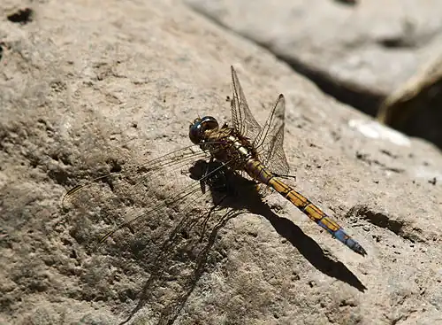 Orthetrum chrysostigma, молодой самец