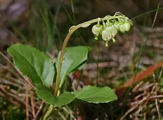 Общий вид цветущего растения
