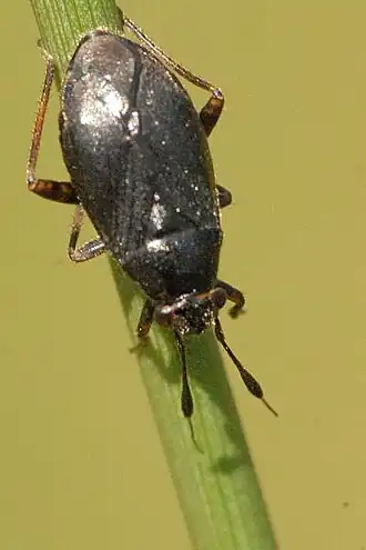 Orthocephalus brevis
