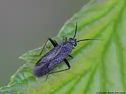 Orthocephalus saltator